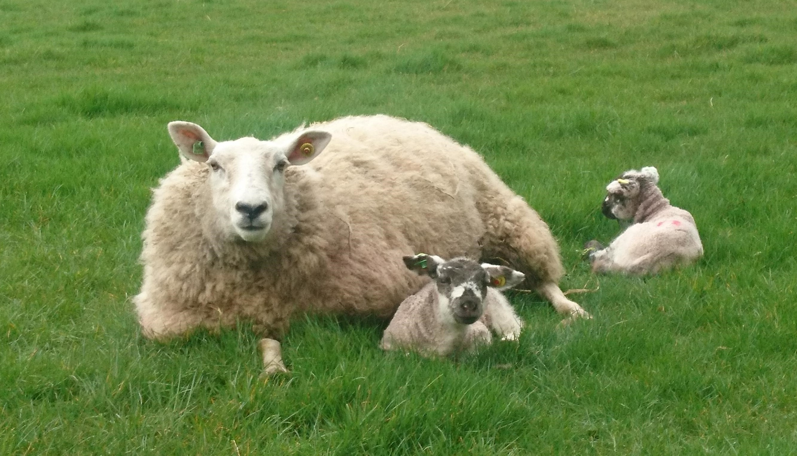 Afbi Research Shows Breeding Ewe Lambs Can Increase Lifetime 